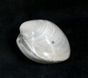 Polished Fossil Astarte Clam - Medium Size #25586-1